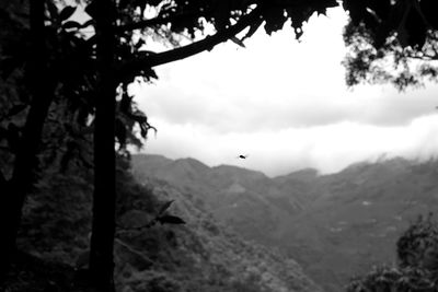 Bird flying over mountains against sky