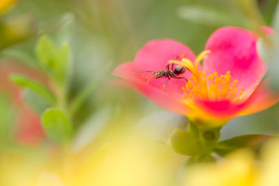 Close-up of insect on yellow flower