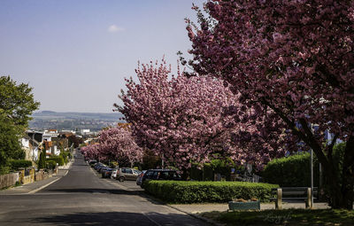 View of cherry blossom trees by road in city