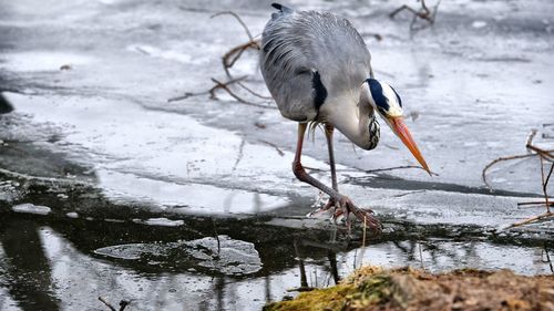 High angle view of gray heron on water