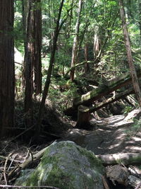 Trees in forest