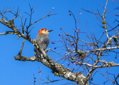 Red-bellied woodpecker high in a tree over clear creek in pearland, texas.