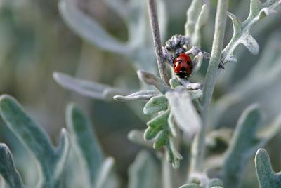 Close-up of ladybug on plant