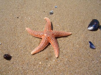 Close-up of starfish on beach