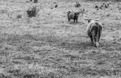 View of sheep on field