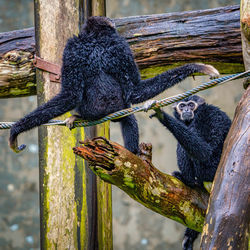 Monkey sitting on a tree