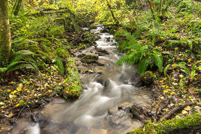 Stream flowing through rocks in forest