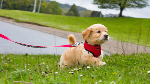 Dog standing on grassy field