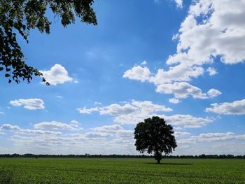 Trees on field against sky