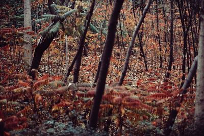 Trees in forest