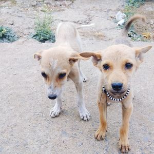 High angle portrait of dogs on land