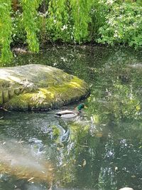 High angle view of fish swimming in lake