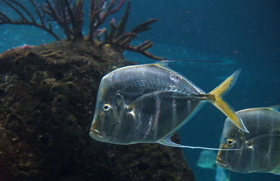 Fish swimming in sea