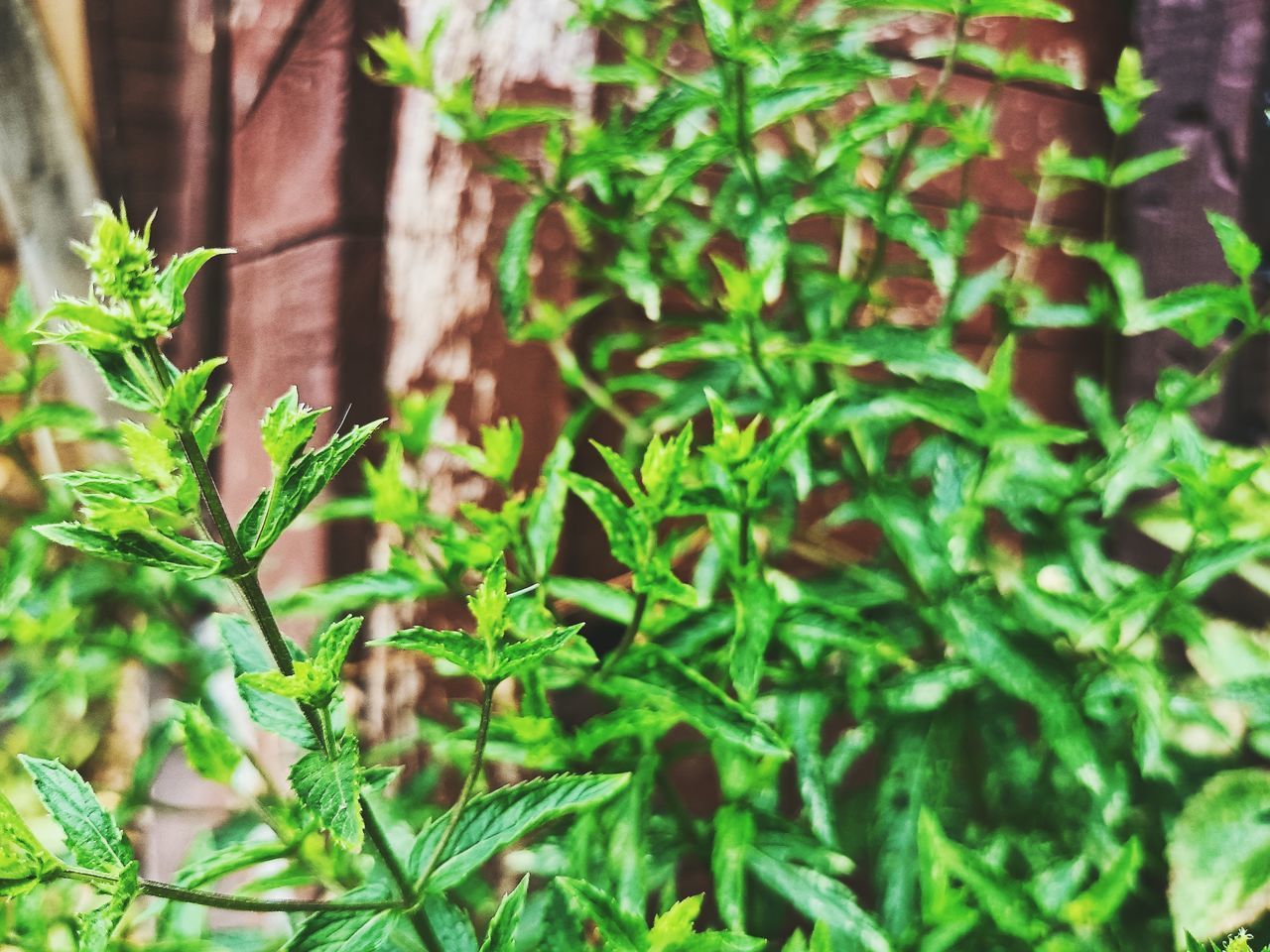plant, growth, green, leaf, plant part, nature, day, no people, flower, beauty in nature, focus on foreground, outdoors, close-up, tree, herb, architecture, freshness, shrub, sunlight