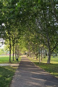 Road amidst trees in park