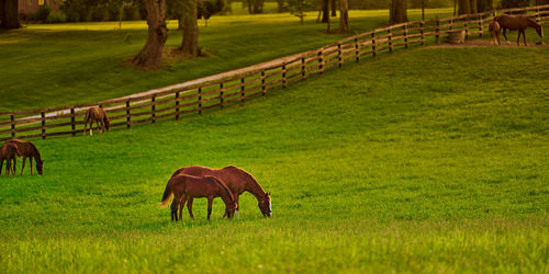 Horses gazing in a field at sunset.