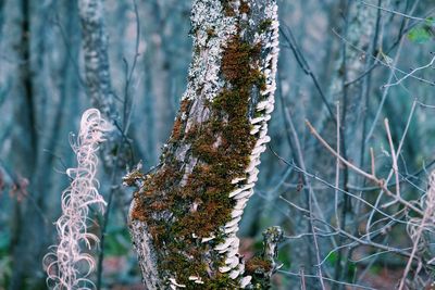 Close-up of plant on branch