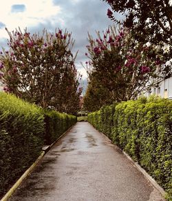 Footpath amidst flowering plants and trees against sky