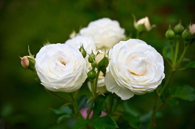 Close-up of white roses