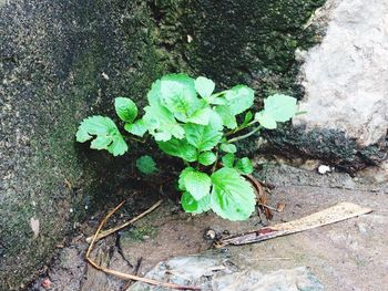 High angle view of plant growing on field