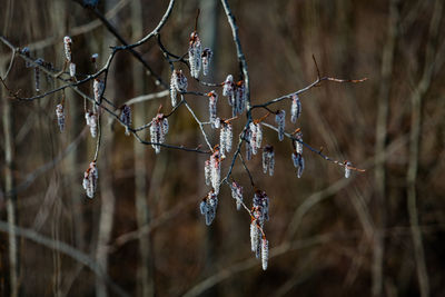 Buds on tree branches