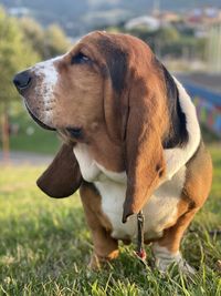 Dog looking away on field