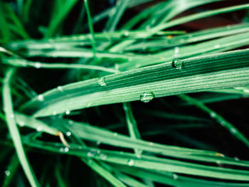 Close-up of green leaf