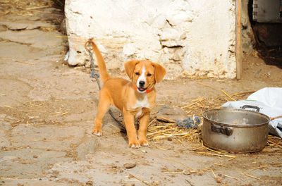 Portrait of dog sitting on floor