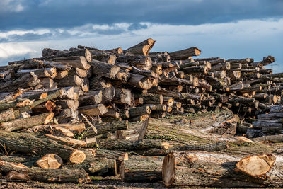 Stack of logs in forest