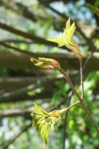Close-up of green plant