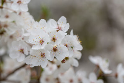 Close-up of white cherry blossom tree