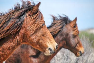 Profile of 2 chincoteague ponies. 