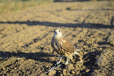 Bird perching on a field