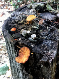 High angle view of mushrooms growing on tree trunk