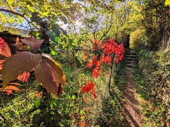 autumn