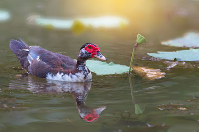 Close-up of duck swimming in lake