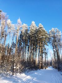 Snow covered trees against sky