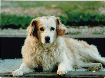 Portrait of cute dog sitting outdoors