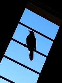 Low angle view of bird perching on blue sky