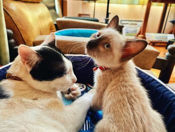 Close-up of two cats relaxing