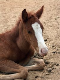 Close-up of a horse in the field