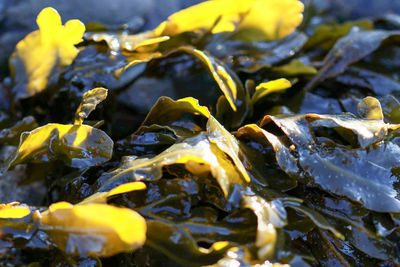 Close-up of yellow seaweed 