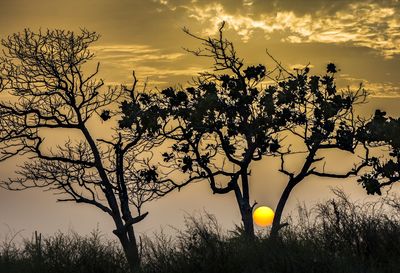 Silhouette tree against sky during sunset