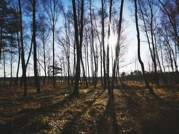 Sunlight streaming through trees on field in forest