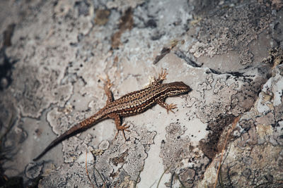 High angle view of lizard on rock