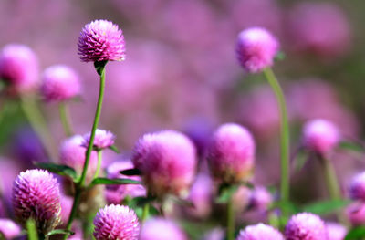 Close-up of pink flowering plant