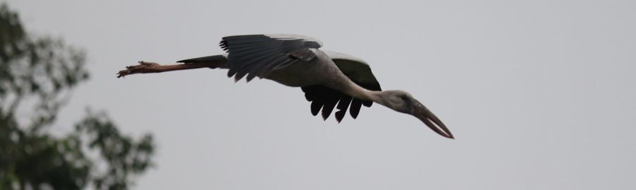 Low angle view of bird flying in sky