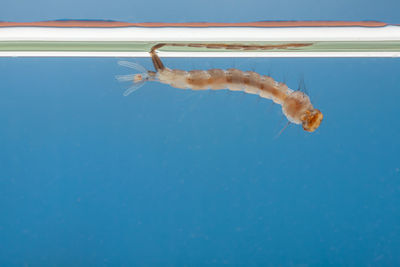 Close-up of fish swimming in sea