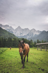 Horses on grassy field against mountains