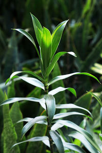 Close-up of plant